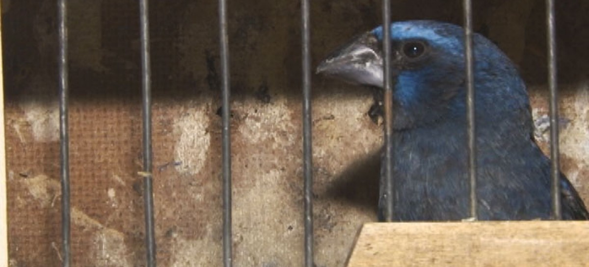 PM Ambiental apreende mais de 50 aves silvestres no NR Porto Seguro
