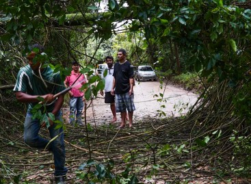 Galhos de árvores caem e interditam acesso ao Bairro Terras de São Sebastião