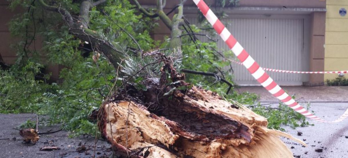 Tempestade derruba 177 árvores, deixa 1 morto, 8 feridos e bairros sem luz em SP