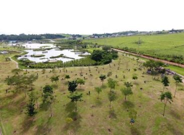 Plantio Global é realizado em Itatiba. Zico da Caixa é homenageado