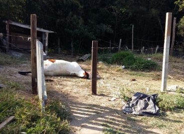 Prefeitura enterra cavalo morto após denúncia de moradores do bairro San Francisco