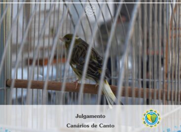 Campeonato Brasileiro de Ornitologia será virtual