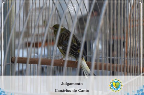 Campeonato Brasileiro de Ornitologia será virtual