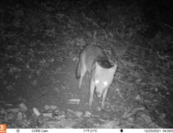 Monitoramento ambiental está estudando fauna de Itatiba